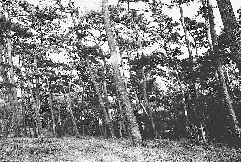 松が立ち並ぶ林の風景写真