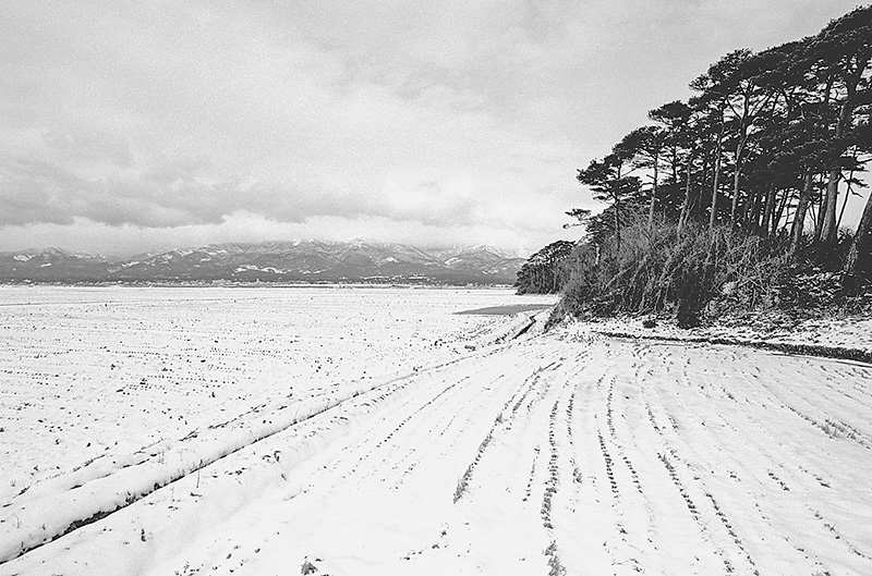 雪に覆われた田畑の向こうに山並みが見え、右手に松林が続く風景の写真